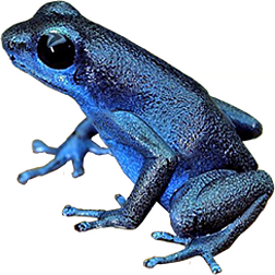 Darklands Dart Frog